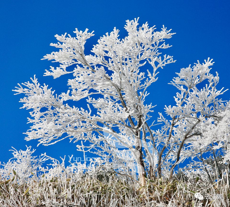 湖岭金鸡山雪景图片