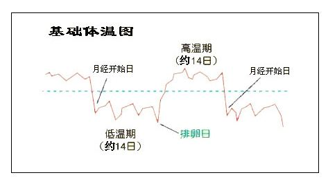 24小时体温变化曲线图图片