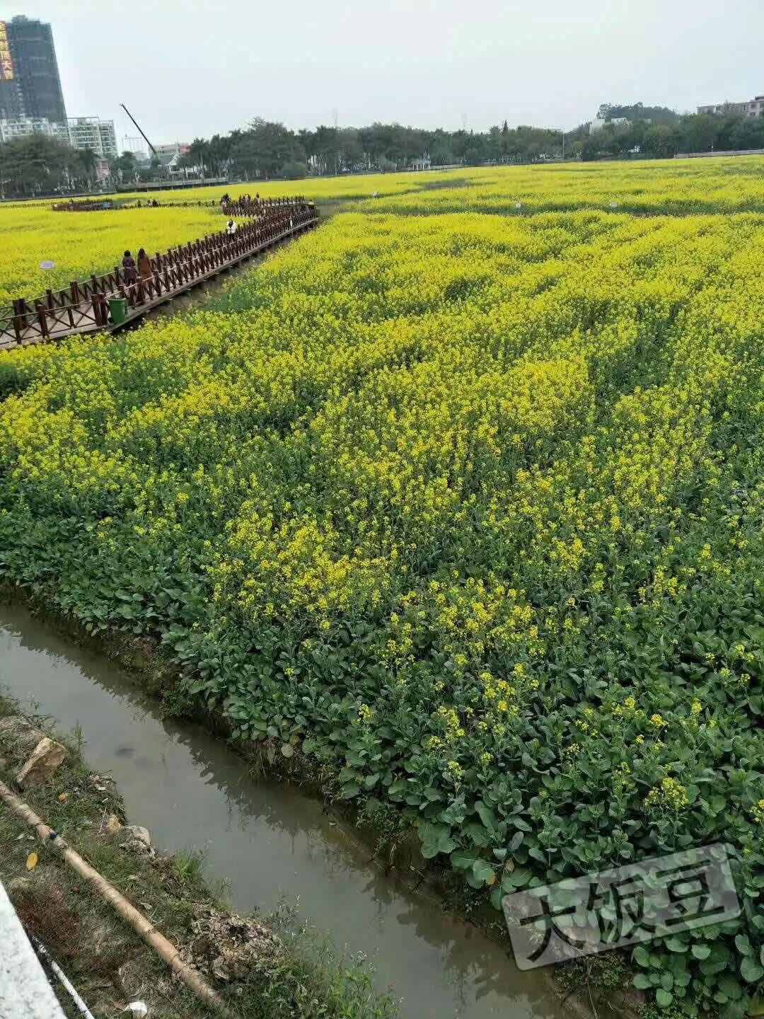 东莞油菜花景点图片