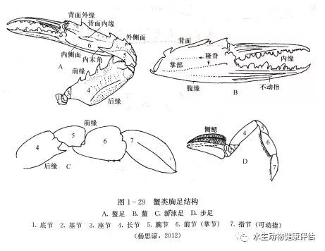 梭子蟹结构图部位名称图片