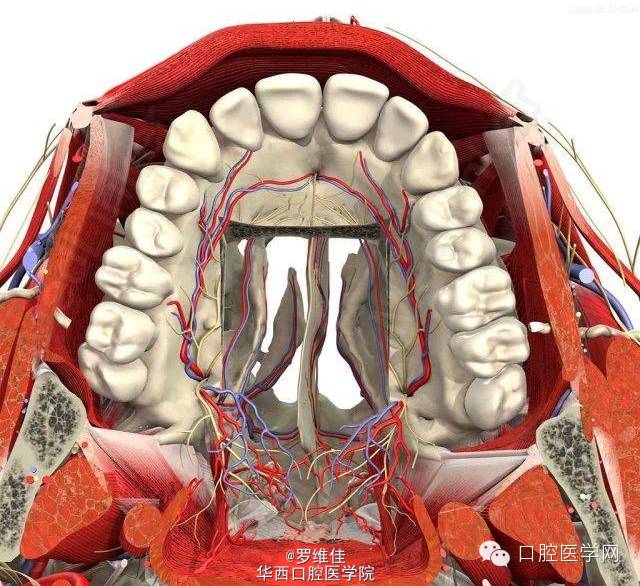 上颌腭部解剖结构前牙区浸润麻醉区域下牙槽神经阻滞麻醉区域