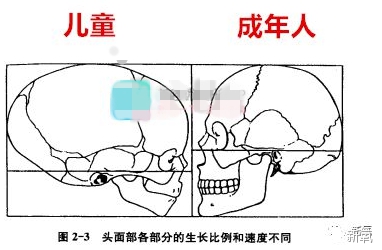 颅骨生长发育较早,其生长发育曲线符合神经系统的发育曲线,颌骨的生长