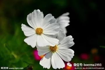 100种花的名称及花语(最全)