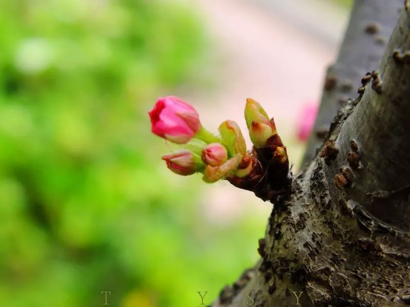 节气立春一年之计在于春