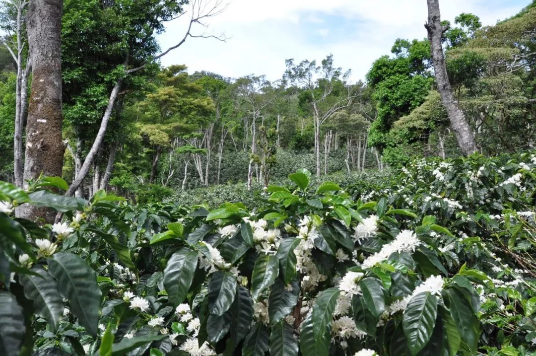巴拿马三大咖啡庄园图片