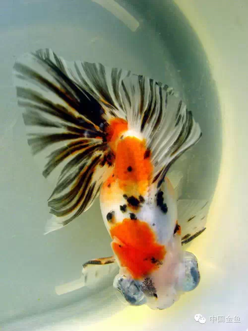蝶尾金鱼适合的水位图片