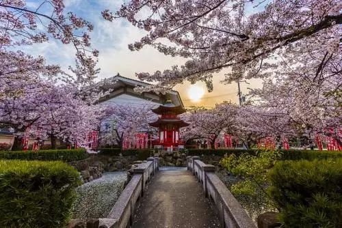 日本樱花广岛恋人图片