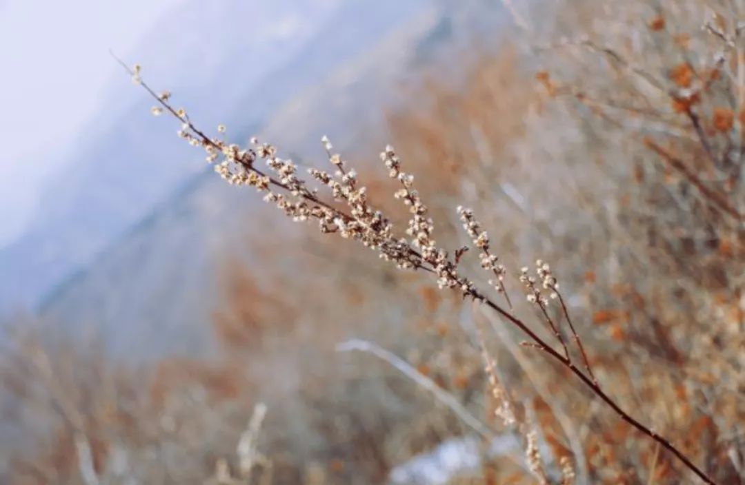 君子|刘先银评论说：东方思想的传承看到了中国的圣贤的身影