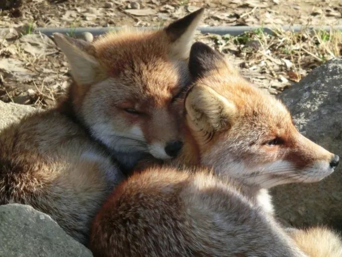 两只狐狸笑一只狐狸图片