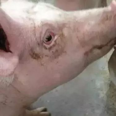 在生猪的养殖中,如果生猪患病时会出现一些异常的情况,比如眼结膜苍白