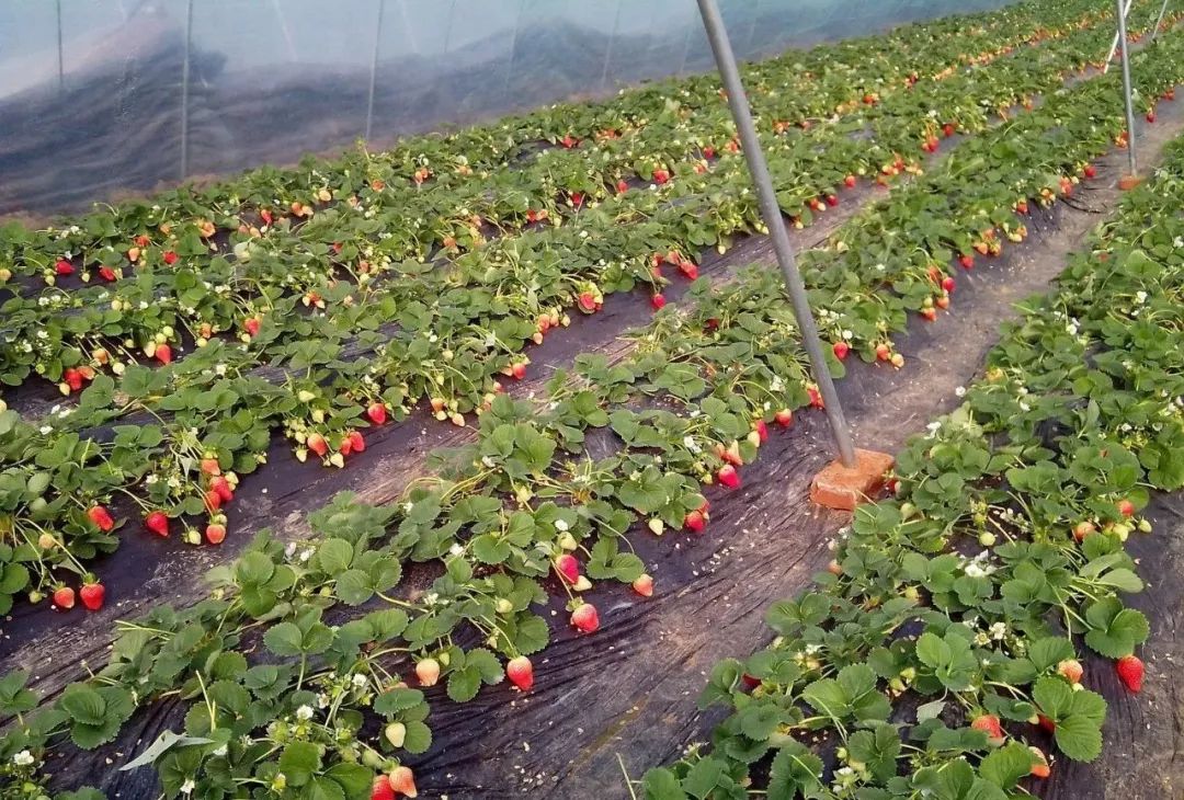 种植草莓冬季如何提高大棚的地表温度呢