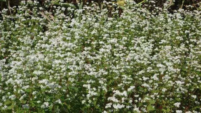 吃過蜂蜜,但你知道各種蜜花長啥樣嗎?