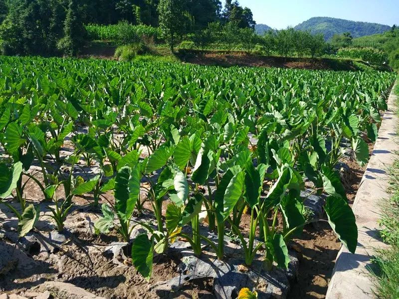 我们一起去看看收成如何这个季节正是香芋采收的季节太平镇松林坡村的