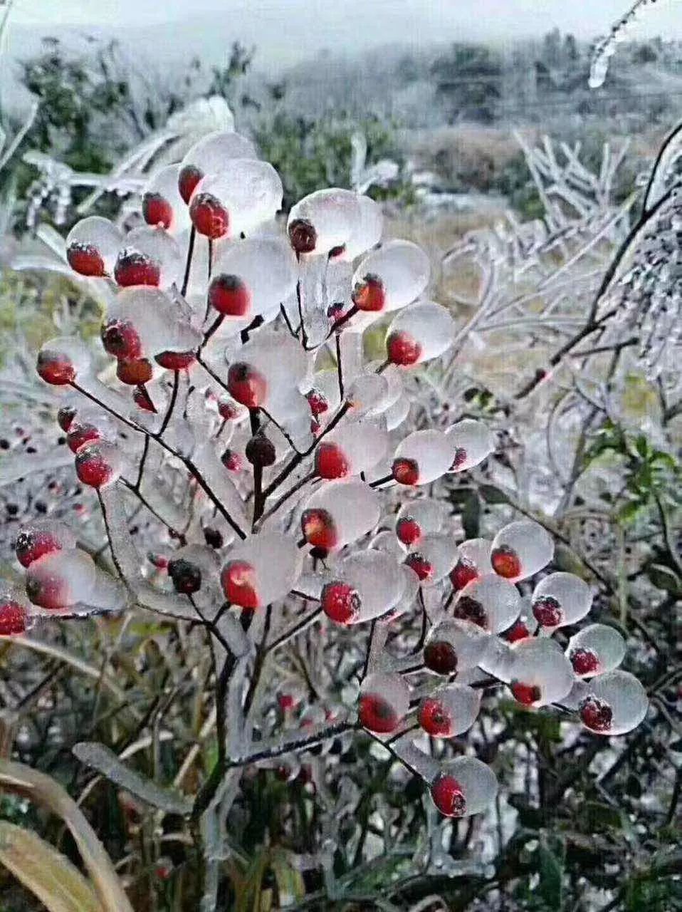 寒潮来袭,安溪内山现霜雪,美不胜收