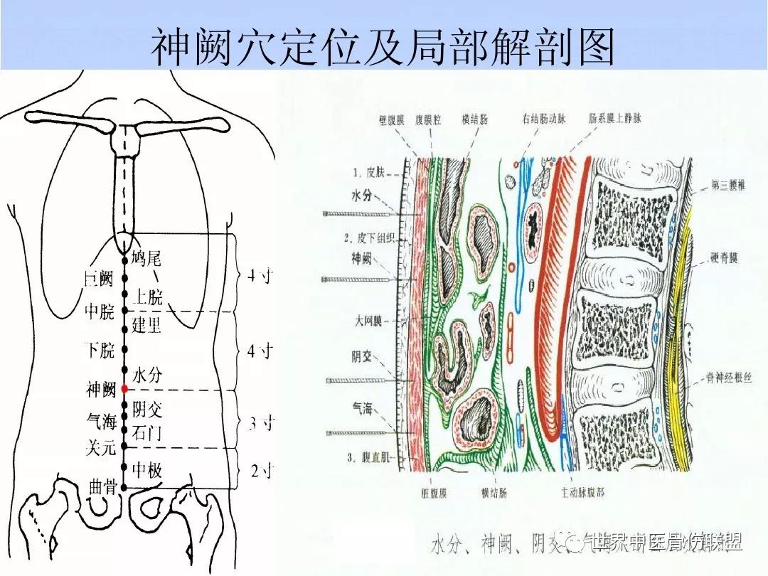 人体奇经八脉之任脉