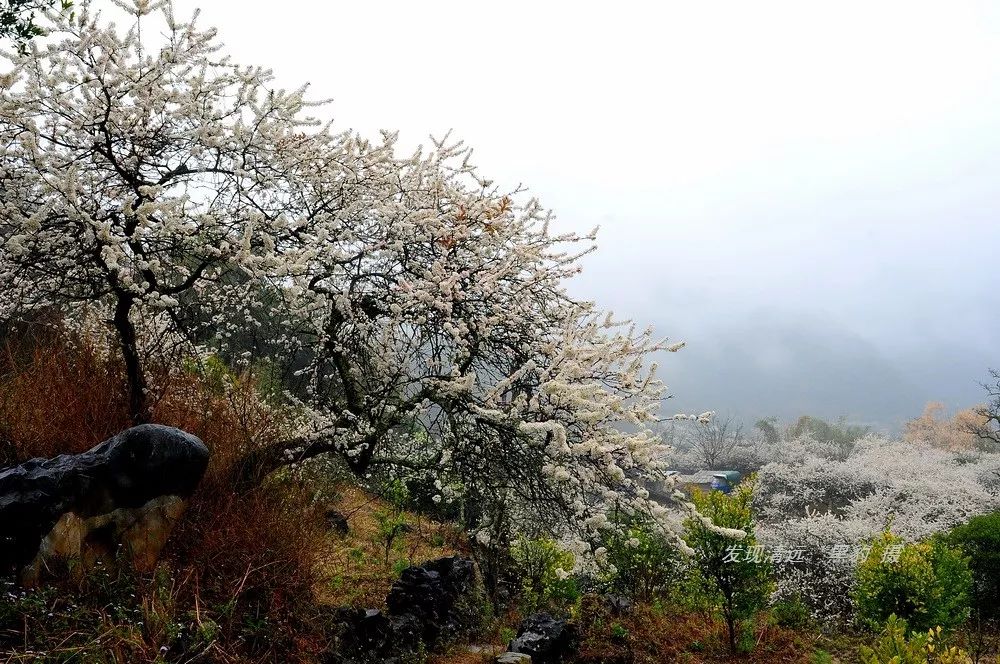 阳山杨梅镇旅游图片