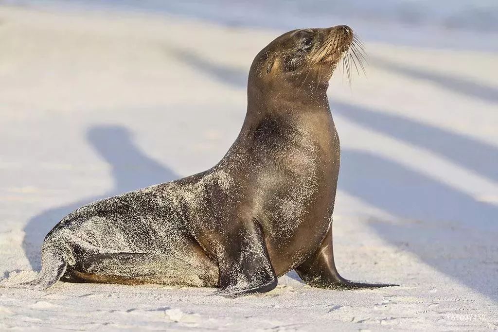 【海洋小科普】海獅?海豹?傻傻分不清楚