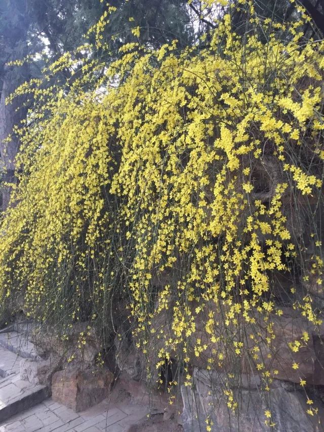 最大的迎春花树图片