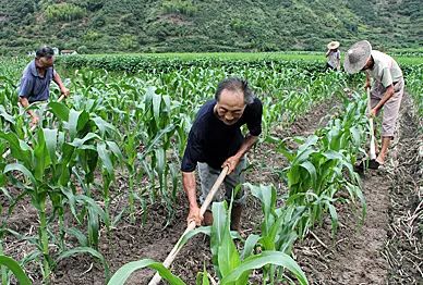 明明是玉米卻要叫包穀土家人三大主糧之首浸透辛苦二字