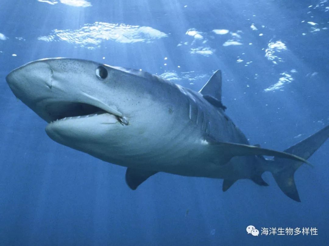 十眼鲨鱼凶猛图片