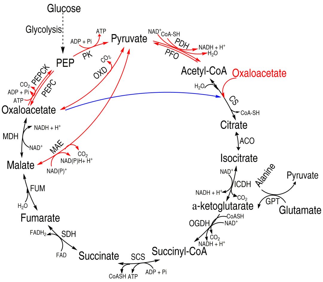 众所周知,tca循环是需氧生物体内普遍存在的代谢途径,是三大营养物质