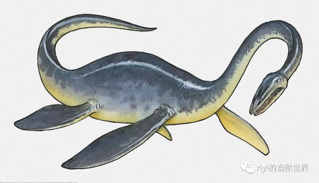 饥饿鲨进化蛇颈龙图片