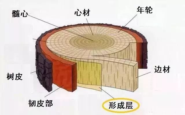 形成层木质部结构图图片