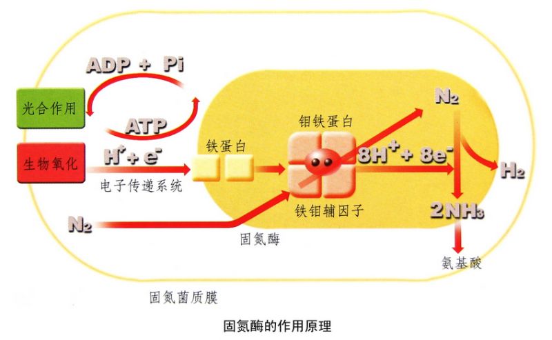 科普土壤中的天然化肥厂固氮微生物