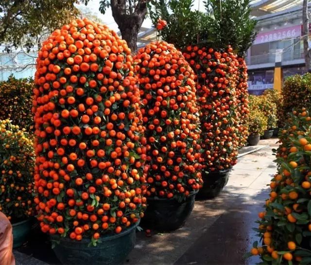 2018年深圳各区迎春花市出炉!约起,一起去逛花市,买年花