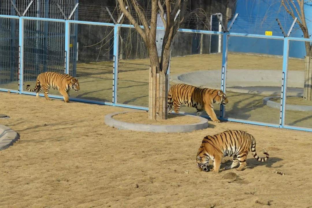 諸城野生動物園開園收費標準公佈這些人可以免費