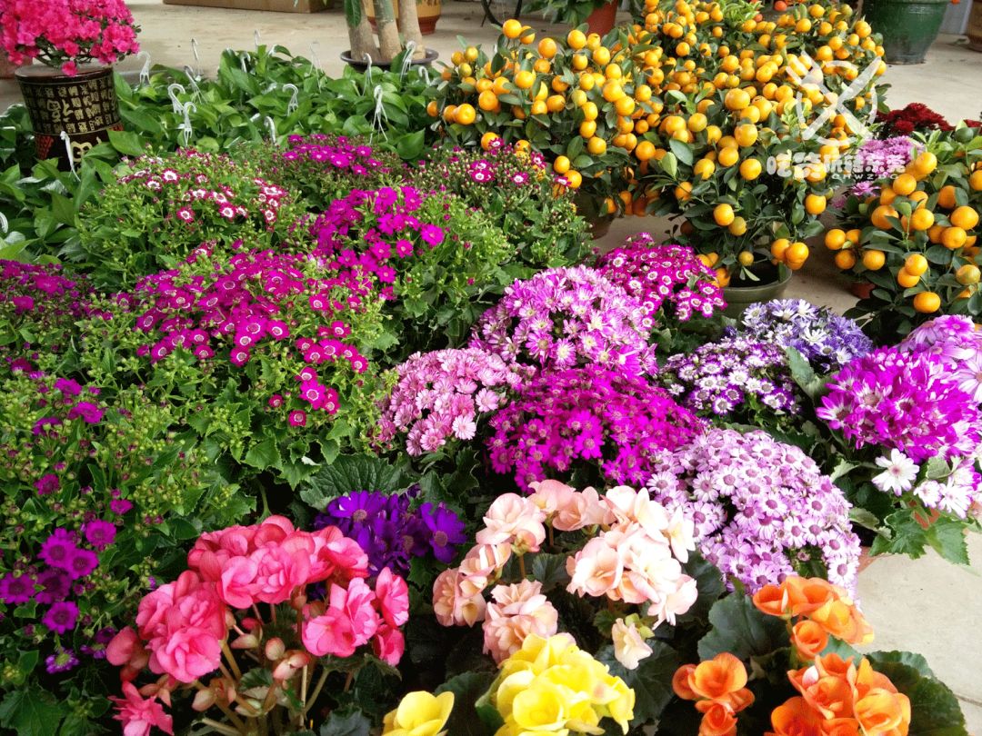 免费领东城花市购物券 2018东莞【逛花街】最强攻略,包你狂欢,狂