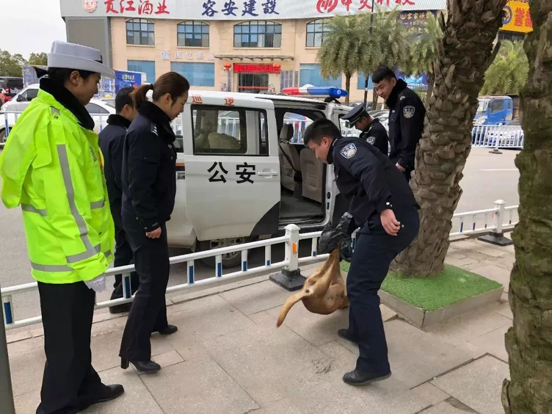 贛州一瘋狗狂咬8人 !路遇惡犬這個動作萬萬做不得!