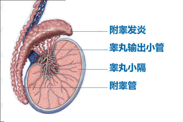 这些病会让男人蛋疼