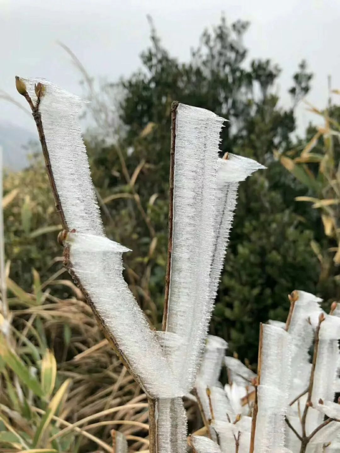 凤凰天池下雪图片