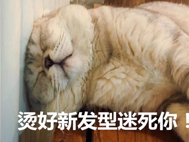 烫头了解一下?奇葩猫把脑袋贴在暖气上