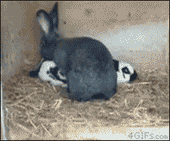 兔兔伯爵gif图图片
