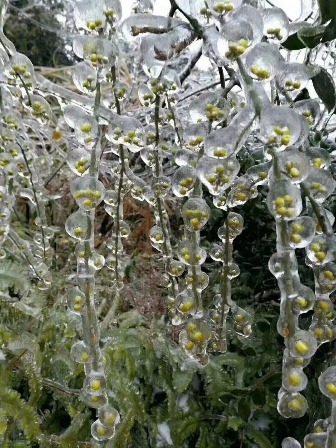 凤凰天池下雪图片