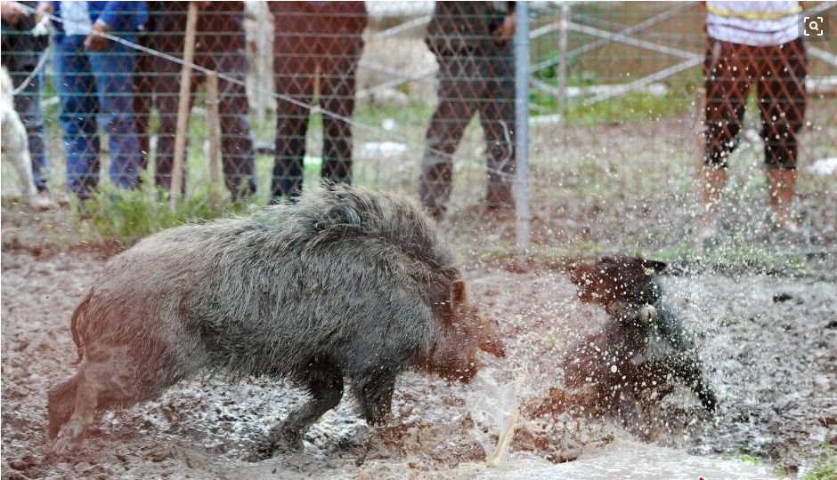 野猪吃人真实图片