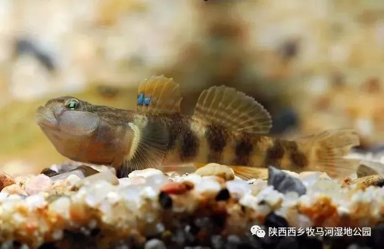 重唇魚蝦虎魚為鰕虎魚科吻鰕虎魚屬的一類魚,又稱呆魚,趴地虎.