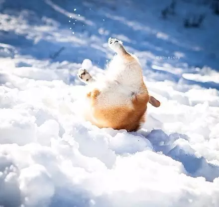 还有给狗狗堆雪狗的