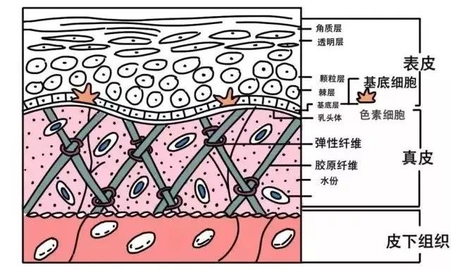 真皮网状层图片