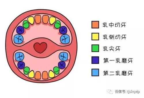 乳牙开髓位置3d图图片