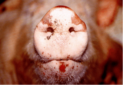 猪水疱病PPT图片