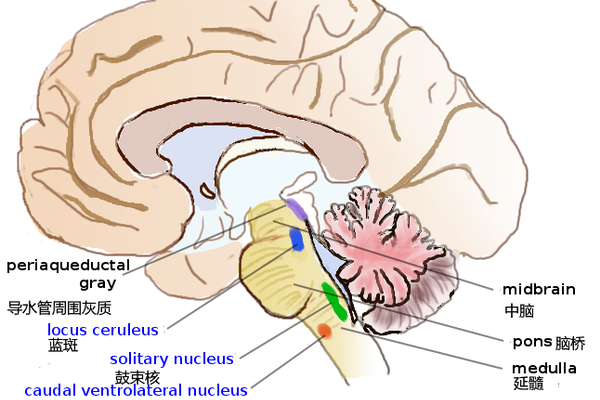 中脑导水管解剖图片