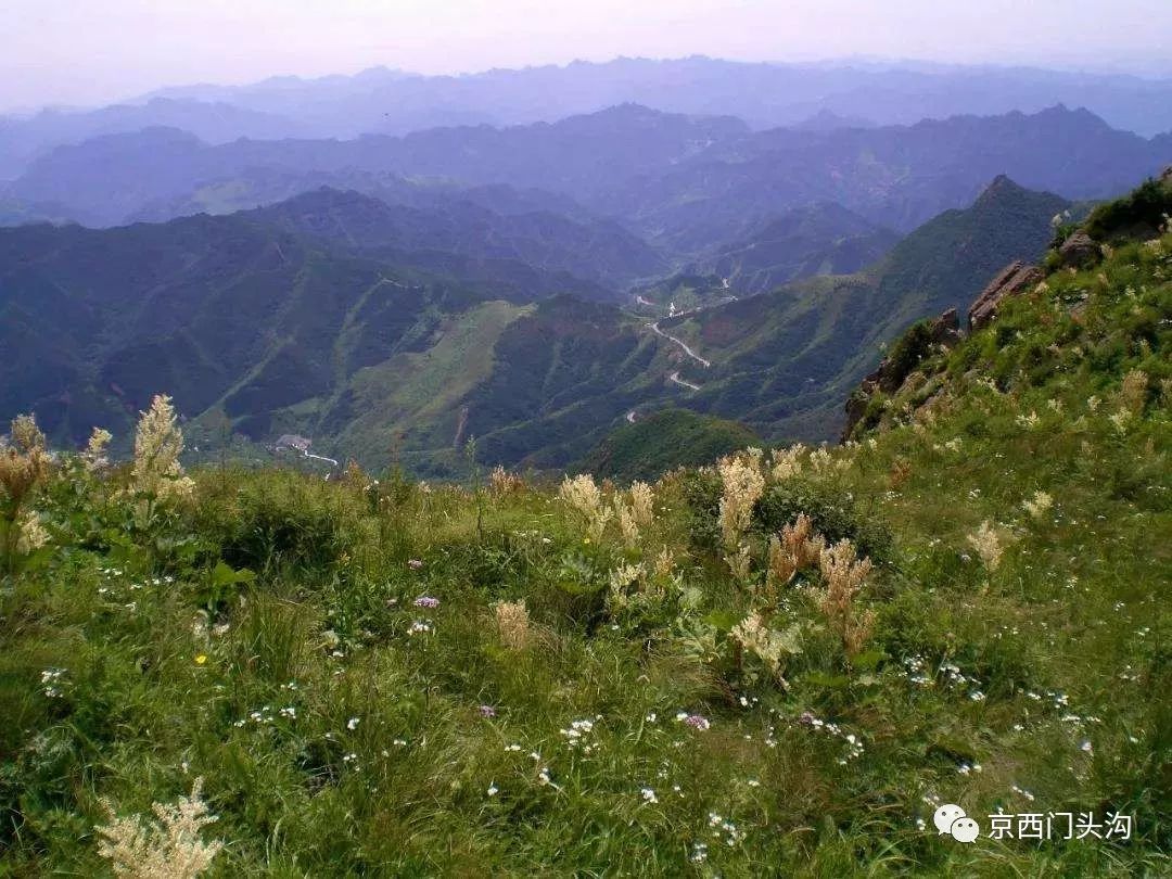 门头沟区农委发现,李家庄村的各种自然条件都与奇异莓的种植环境高度