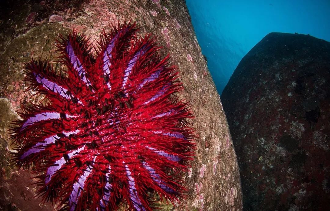 棘冠海星:海中毒魔鬼,贪吃的珊瑚杀手