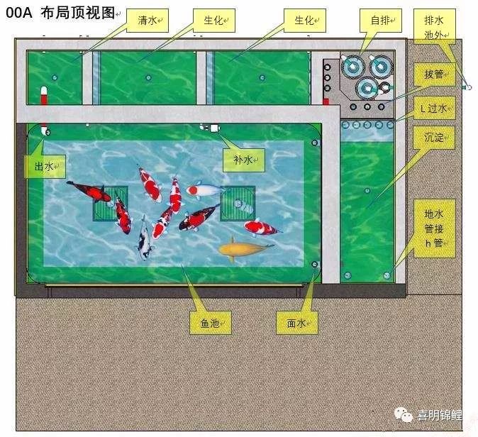 三維錦鯉魚池建造步序圖魚友魚池過濾必讀