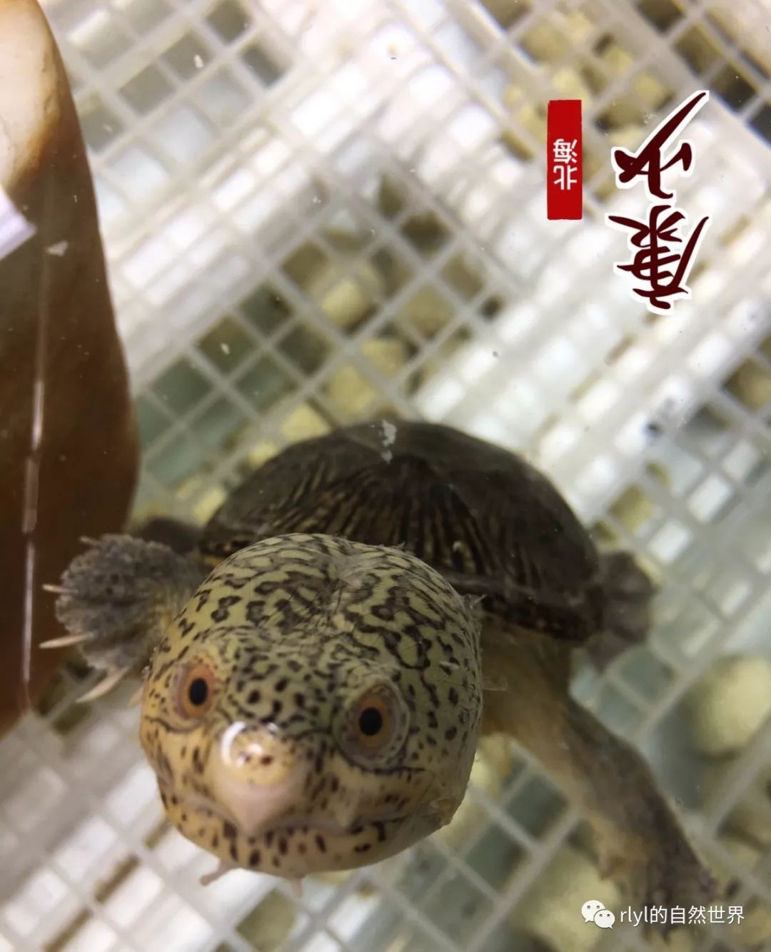 cb窄橋環境器材飼養篇