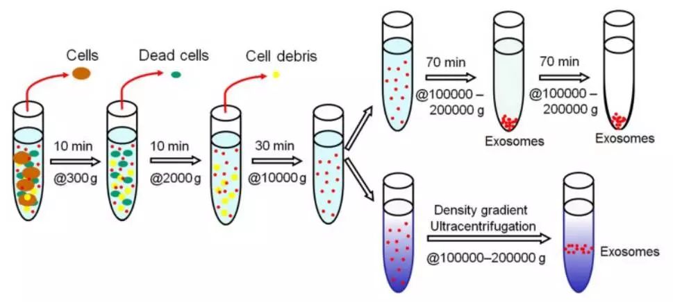 这些外泌体分离方法你都知道吗外泌体