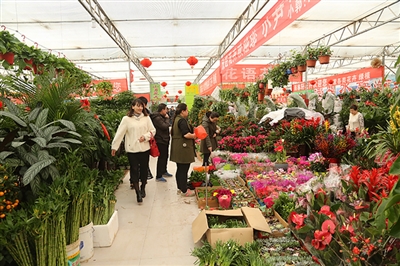 裝點節日的鮮花繽紛登場,市民買花的熱情逐漸高漲,巴彥淖爾市花卉市場